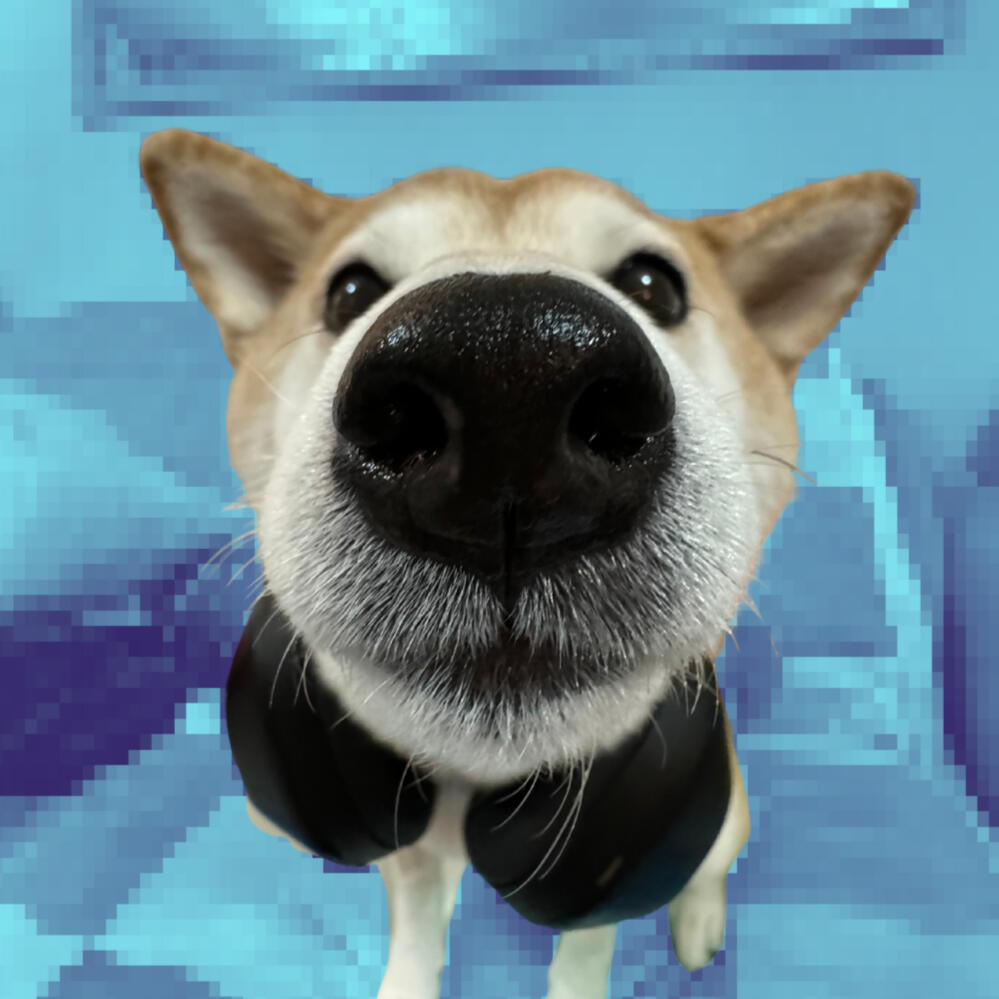 Close-up of a Shiba Inu dog with a large, shiny nose in focus, wearing black headphones around its neck, set against a pixelated blue background in a circular frame.