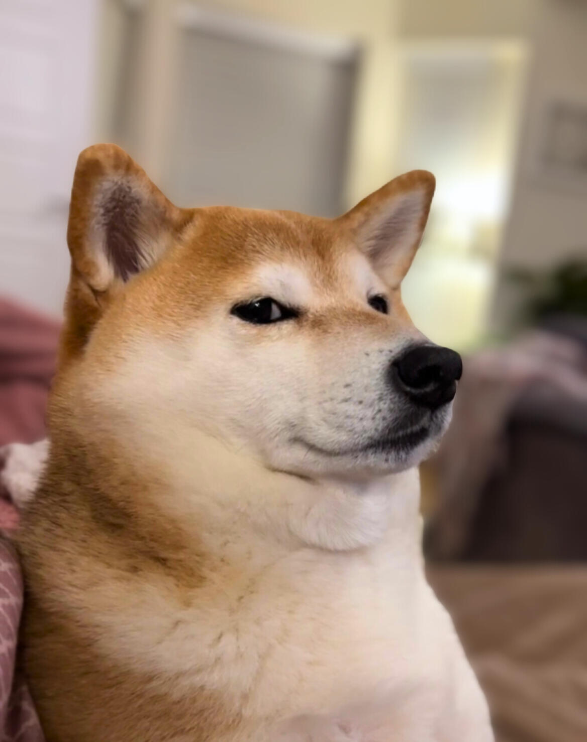 Red Shiba Inu dog lounging on a couch with a suspicious, judgmental expression, giving a sideways glance. The dog is relaxed but looks unimpressed, with one eyebrow slightly raised.
